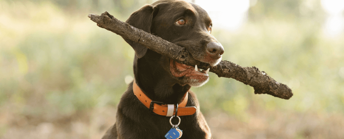 Collier GPS : l'accessoire de localisation à distance du chien