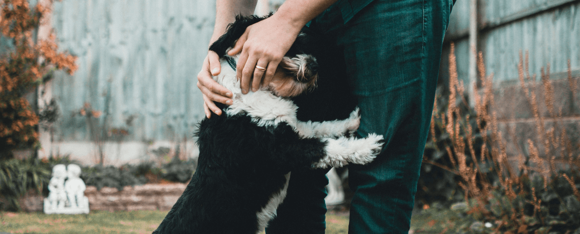 Comment bien communiquer avec son chien ?