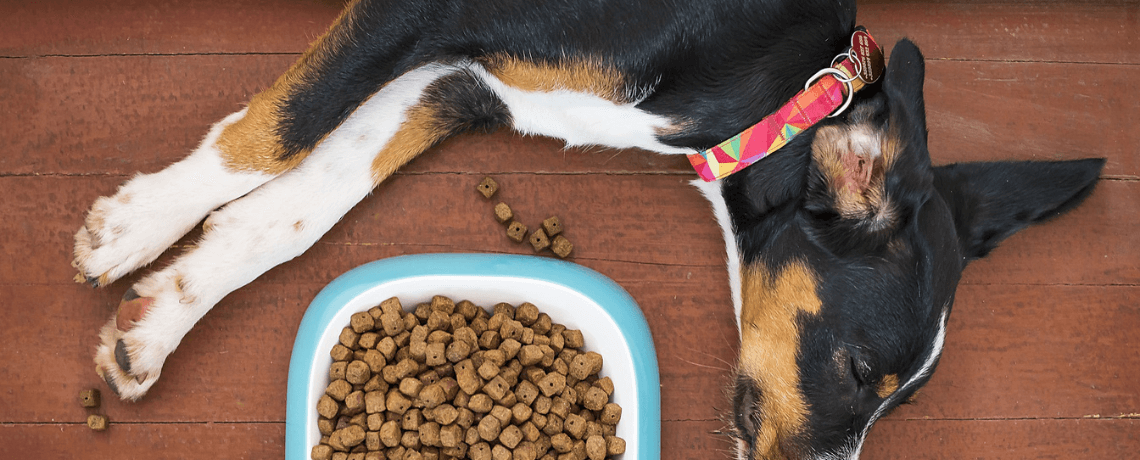 Comment bien identifier la composition de vos croquettes pour chiens ?