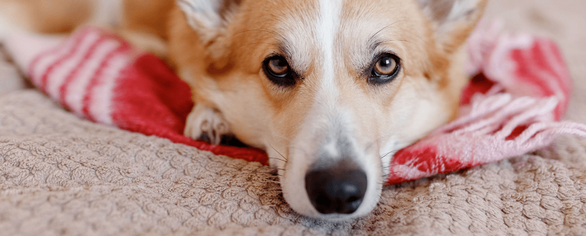 La couche pour chien : l'accessoire pour une propreté optimale