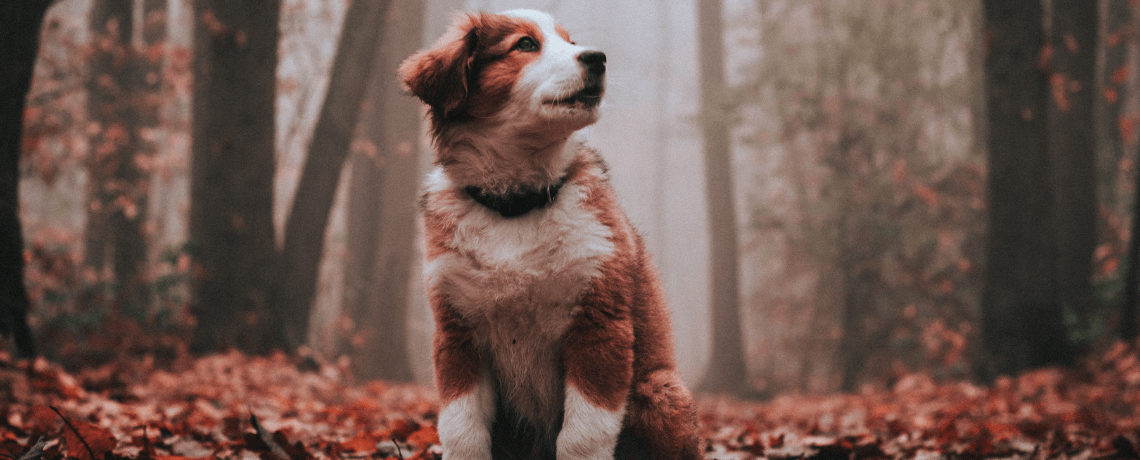 Tout savoir sur l'Épagneul breton, un chien français - Sciences et Avenir