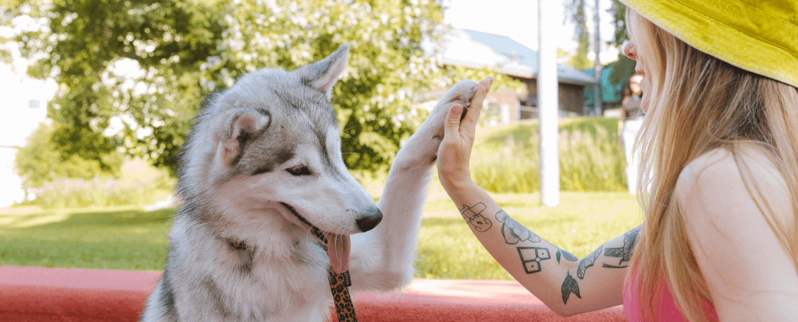 Faire obéir son chien sans s'énerver