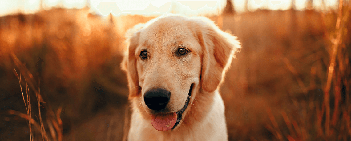 Tout savoir sur le Golden Retriever Fidanimo