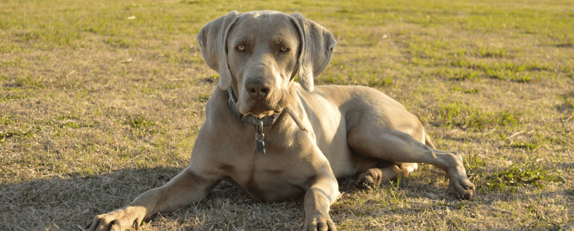 Accessoires pour chiens - Gamme BESOIN D'ESPACE