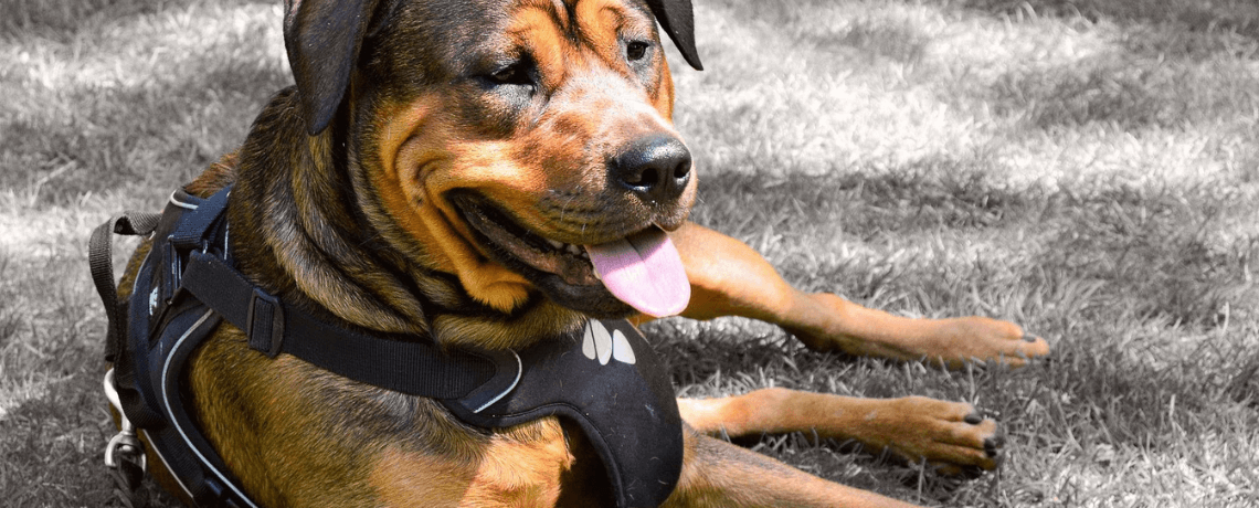 Les meilleurs harnais pour promener votre chat