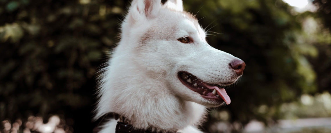 Hygiène du chien : veiller au bien-être de son compagnon à 4 pattes