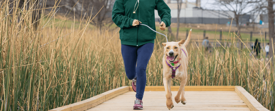 Le chien peut-il développer un sentiment de jalousie ?