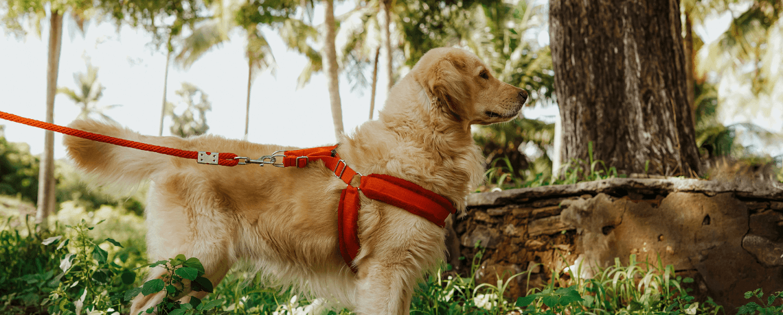 Accessoires pour chiens. Longes et laisses pour chiens.