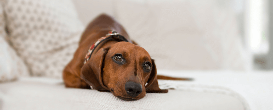 Crise de foie du chien : remèdes, causes…