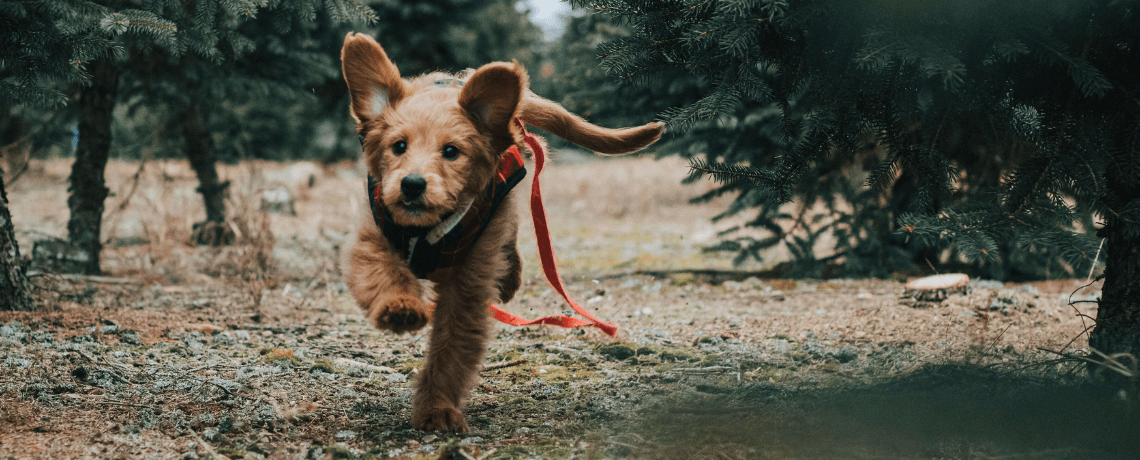 Les maladies infectieuses du chien les plus courantes