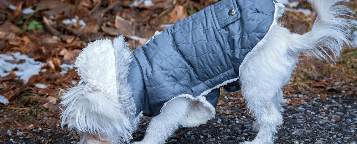 Le manteau pour chien une protection efficace pour votre chien