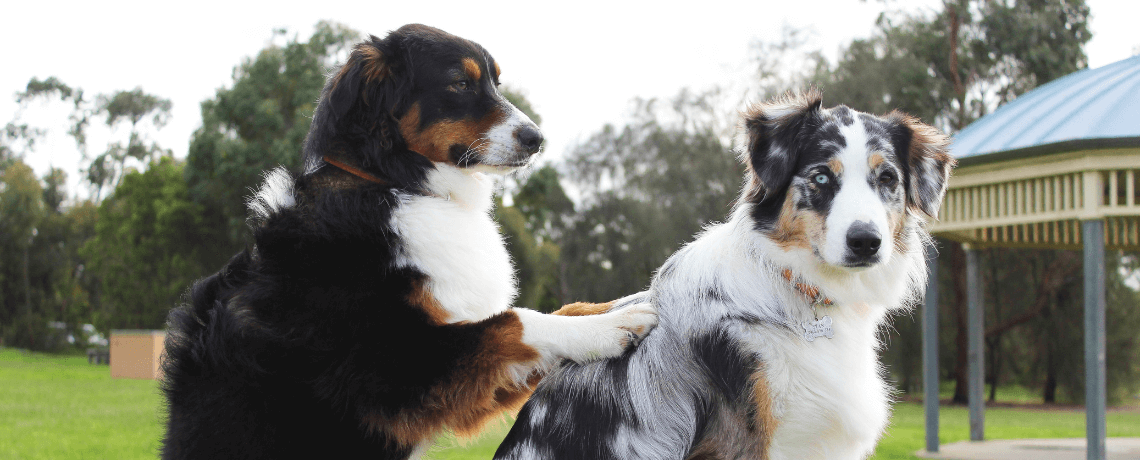 Massage pour chien : techniques et bienfaits