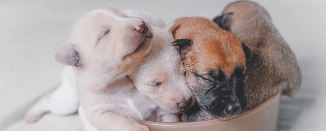 La mise bas de la chienne de A à Z