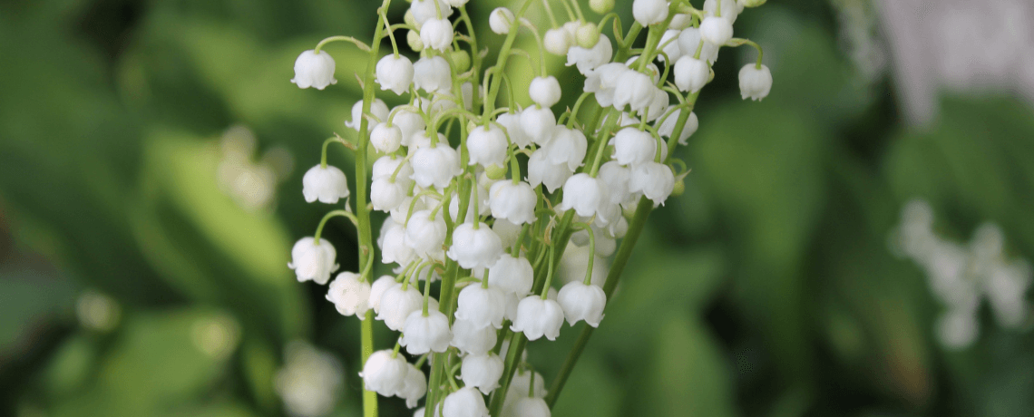 Le muguet : zoom sur cette plante toxique pour les chiens