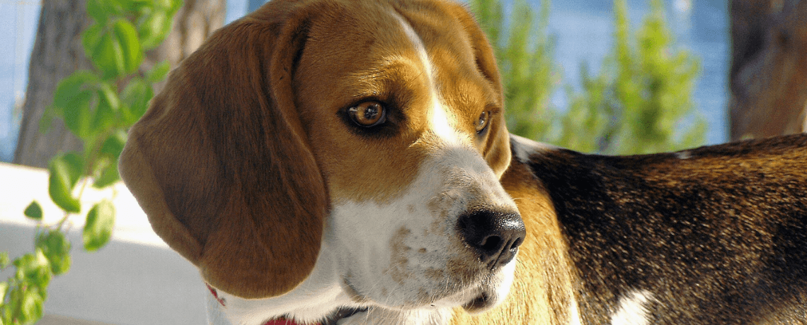 Conseils et astuces pour nettoyer les oreilles de votre chien