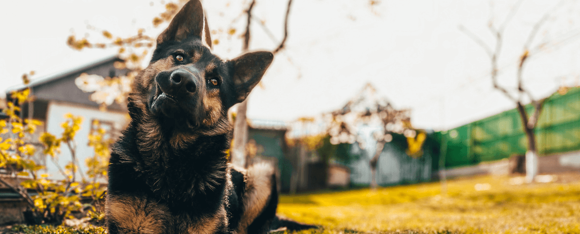 Faut-il acheter une niche d'intérieur pour son chien ?