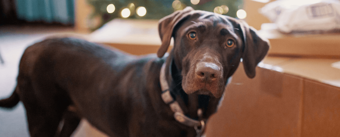 Comment apprendre à son chien le "debout" ?