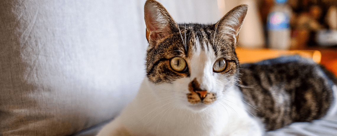 Nettoyer les oreilles de votre chat : les bons gestes