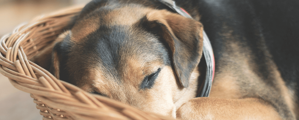 Quel panier pour chien choisir ?