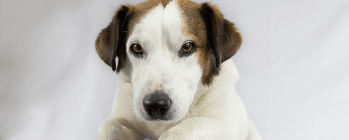 Connaître l'attitude de son chien, le devoir du maître