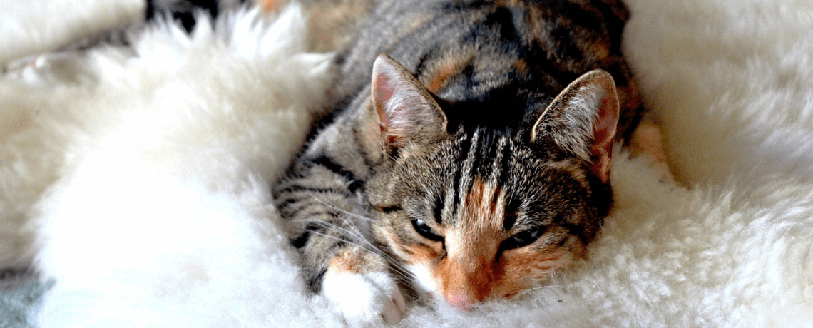 Prendre soin de son chat âgé