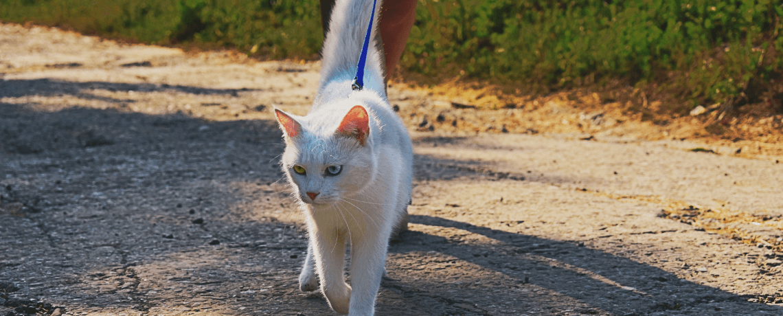 Promener son chat en laisse : bonne ou mauvaise idée ?