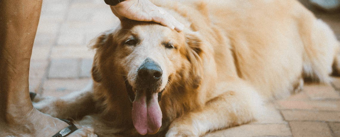 Reproduction et stérilisation du chien : les conseils à suivre