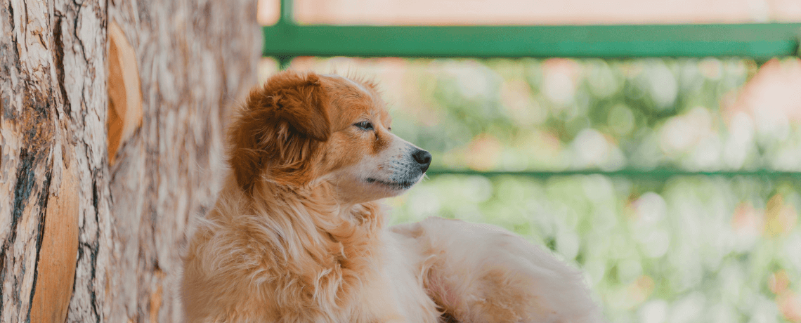 Quels répulsifs naturels pour les chats ?