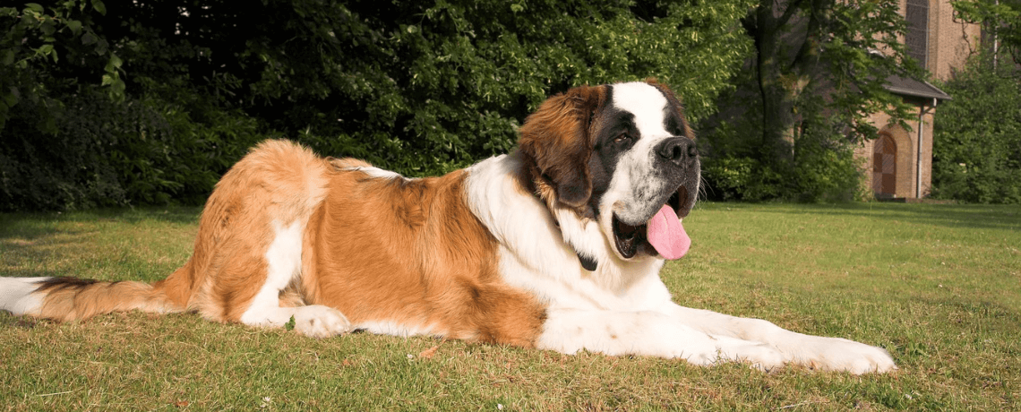 Saint Bernard