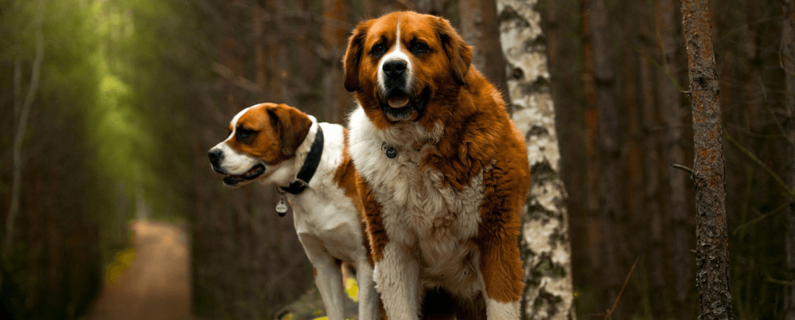 Chien qui aime le froid : zoom sur les races de chiens nordiques