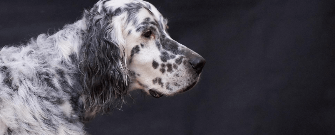 Conna tre les caract ristiques et les besoins du Setter anglais