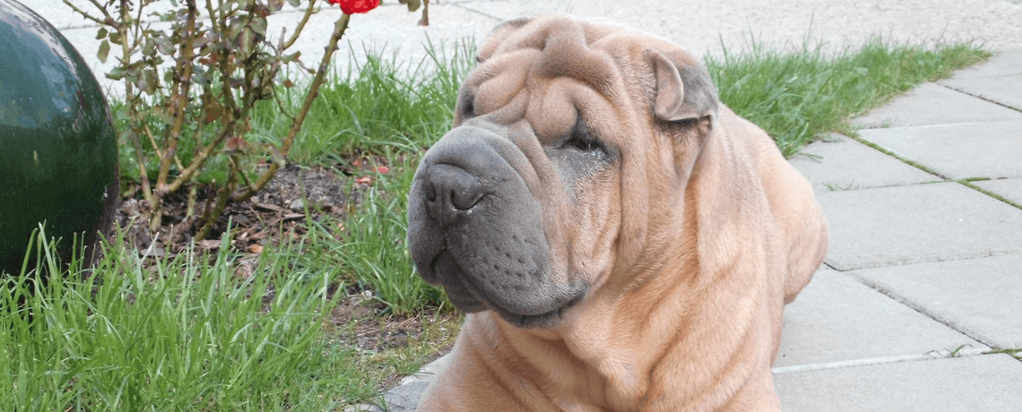 Tout savoir sur le Shar-peï ?