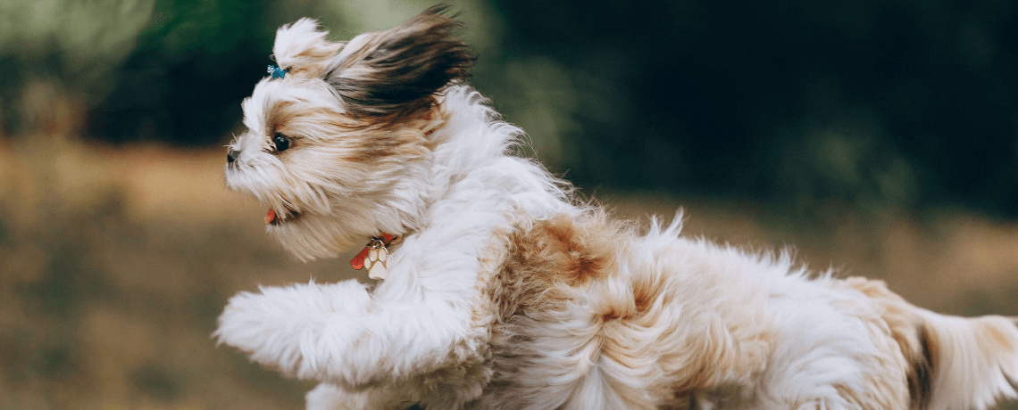 Un parc pour chiot - Forum de discussion spécialisé sur le Shih-tzu, une  race de chien tibetain