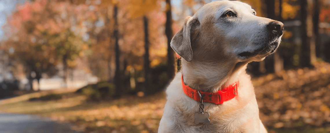 Le soin et l’entretien du chien