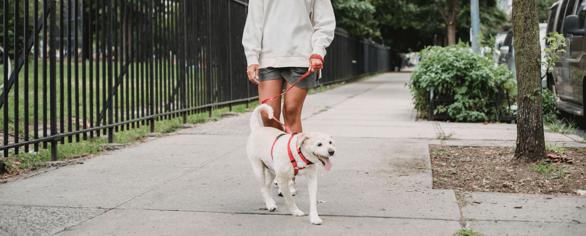 Les différents troubles urinaires chez le chien