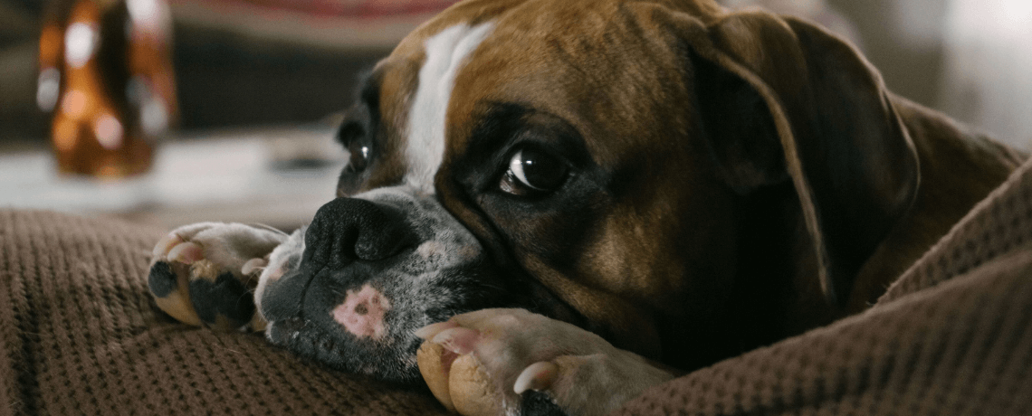 Comment bien agir face aux tumeurs du chien ?