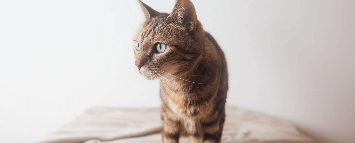 Comment savoir si mon chat a le Typhus ?