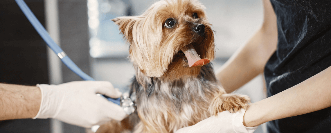 Tout savoir sur le typhus du chienTout savoir sur le typhus du chien