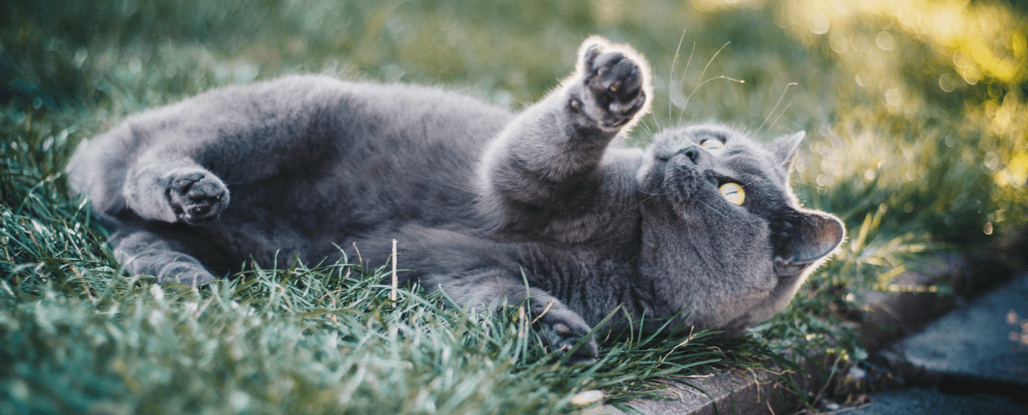 Guérir votre chat de ses vers parasites