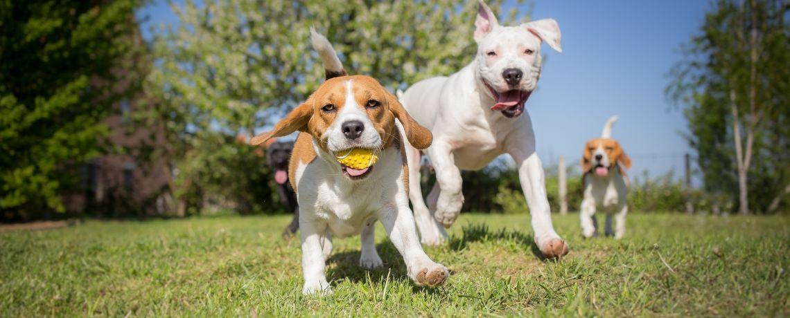 Journée Mondiale du Chien 2024