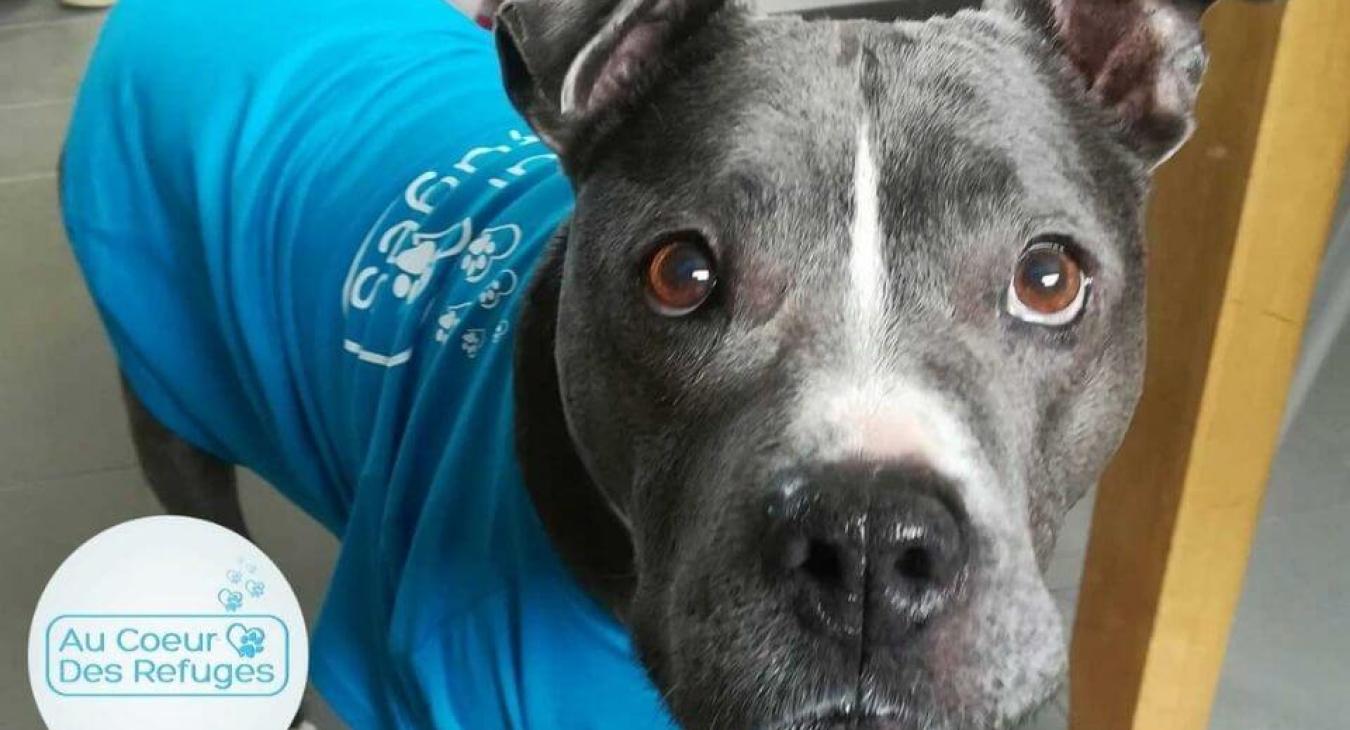 ACDR Family, la web série complémentaire d’Au Cœur Des Refuges