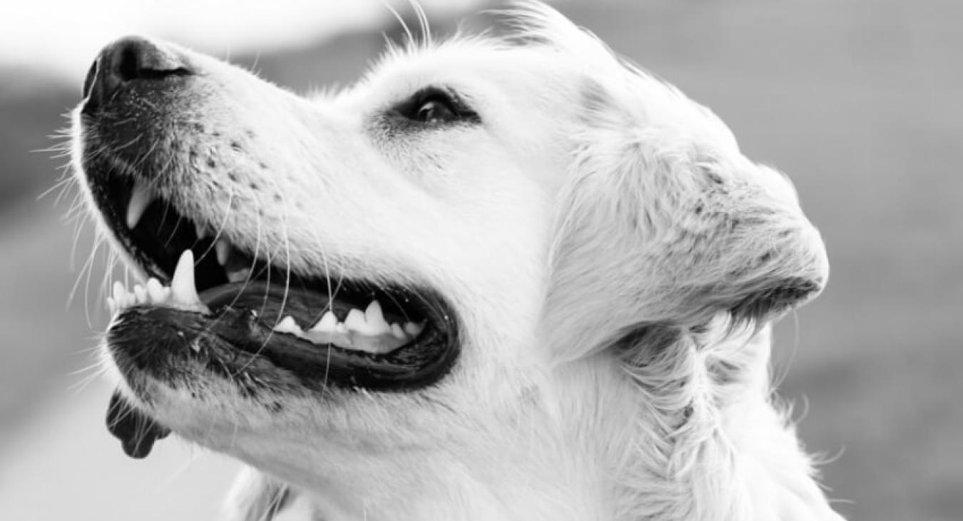 Association : les chiens guides d’aveugles