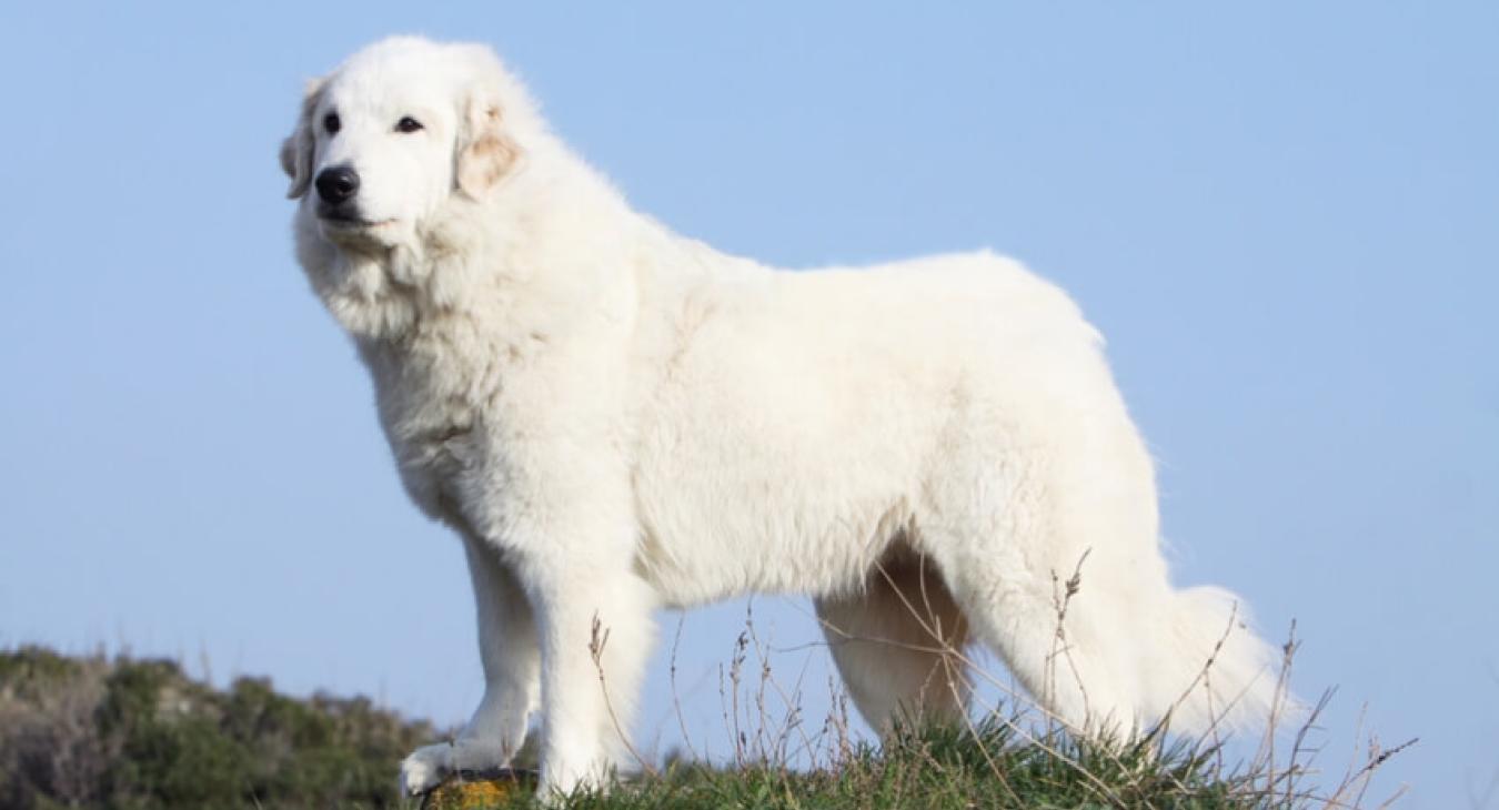 Belle et Sébastien 2