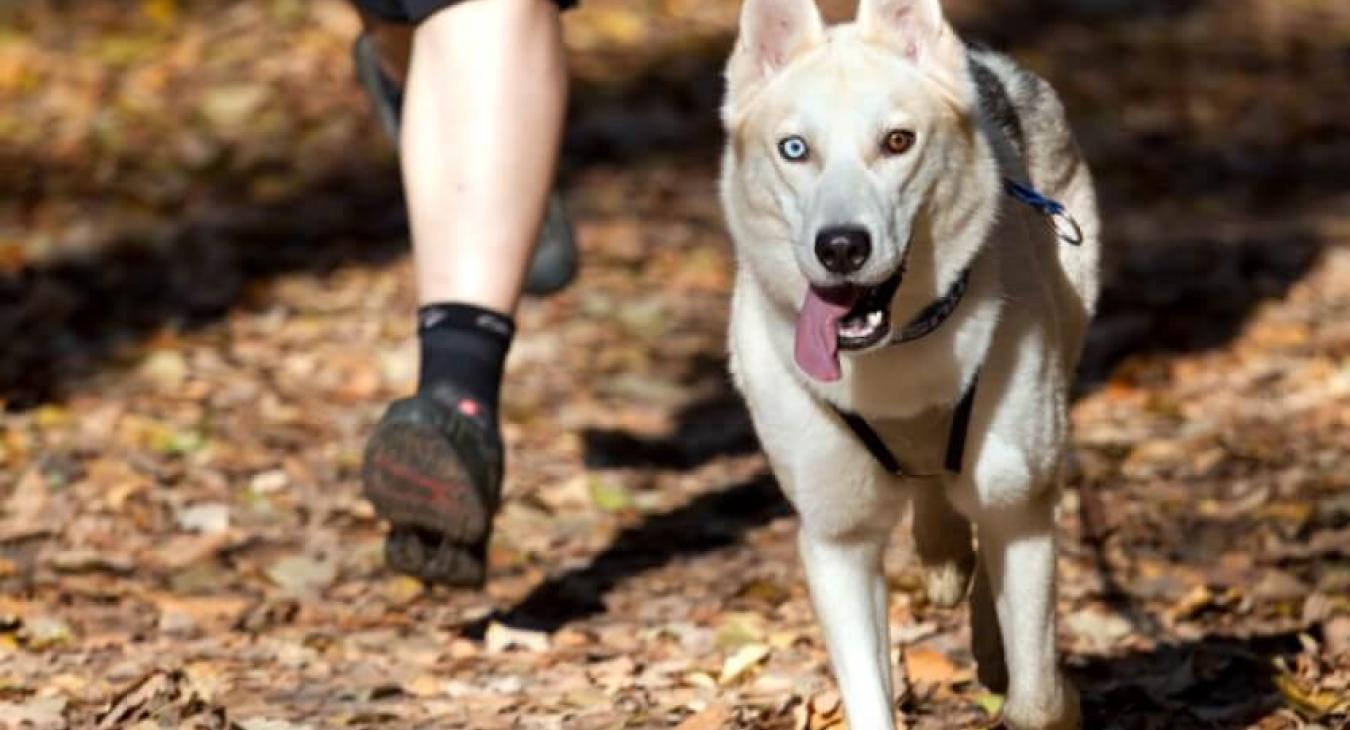 Le canicross : le sport qui améliore votre santé et celle de votre chien