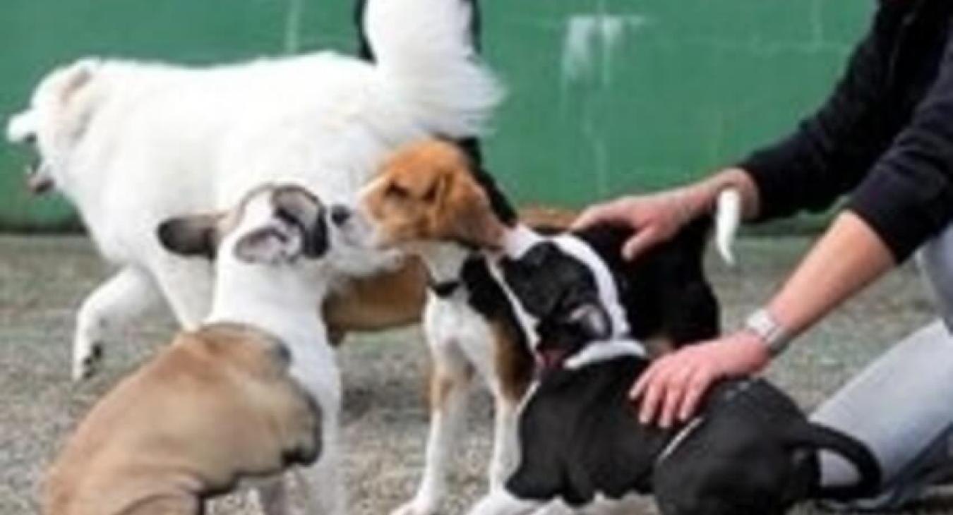 CANISBALL, centre de dressage canin professionnel