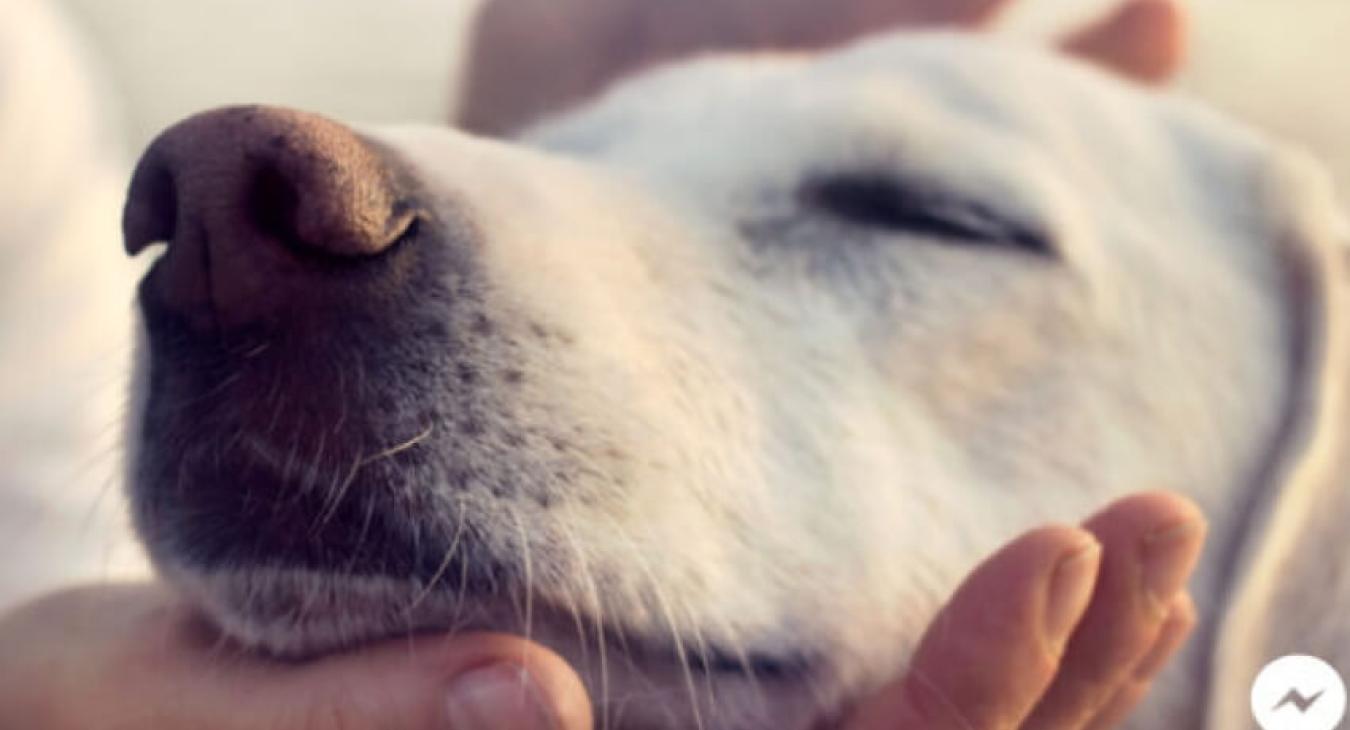 1er ChatBot de l'assurance en France sur Facebook Messenger