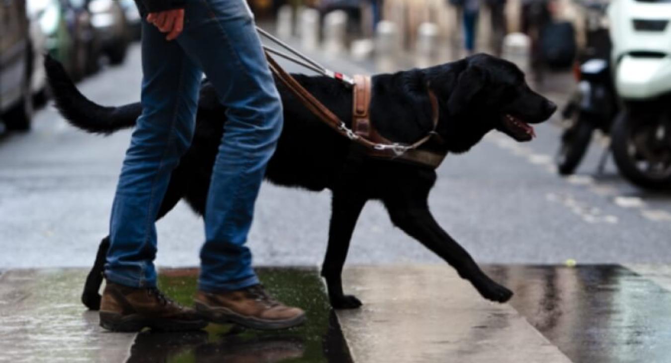 Les chiens guides de Paris