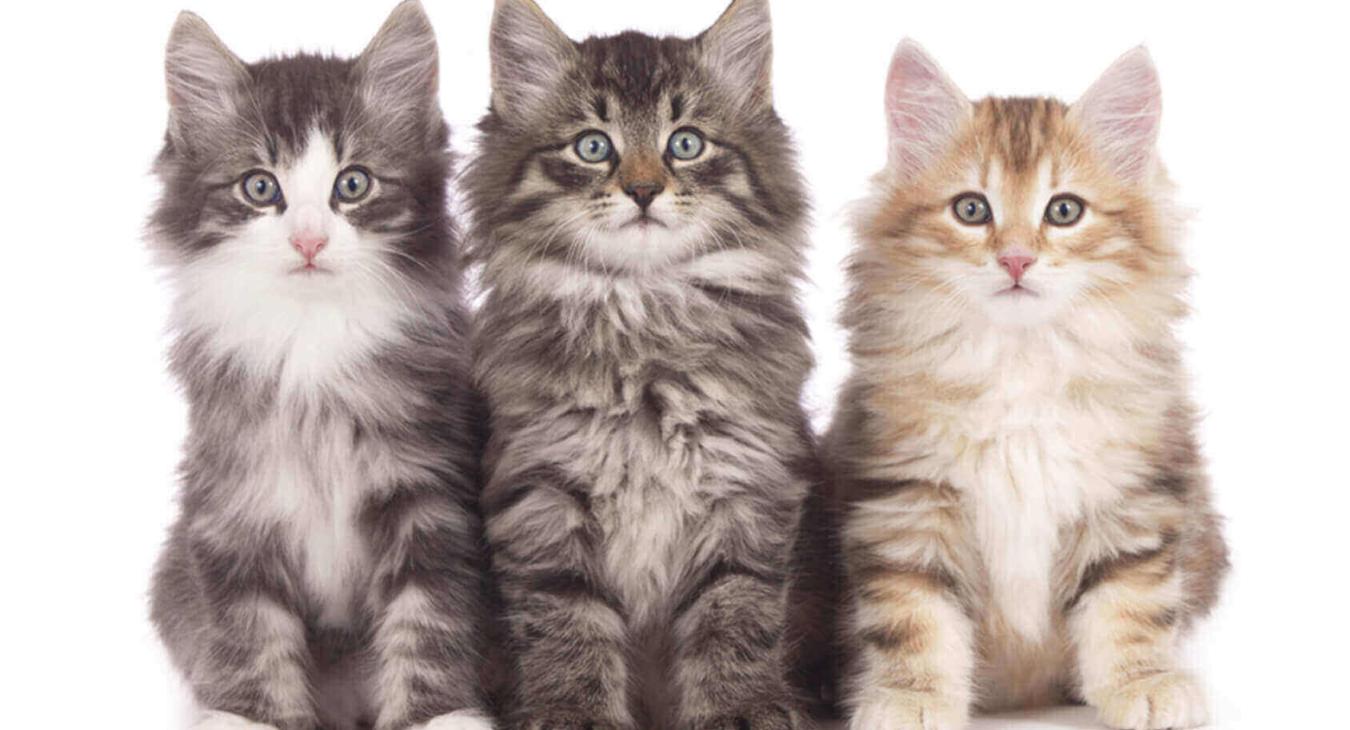 Comment choisir un chaton à adopter ?