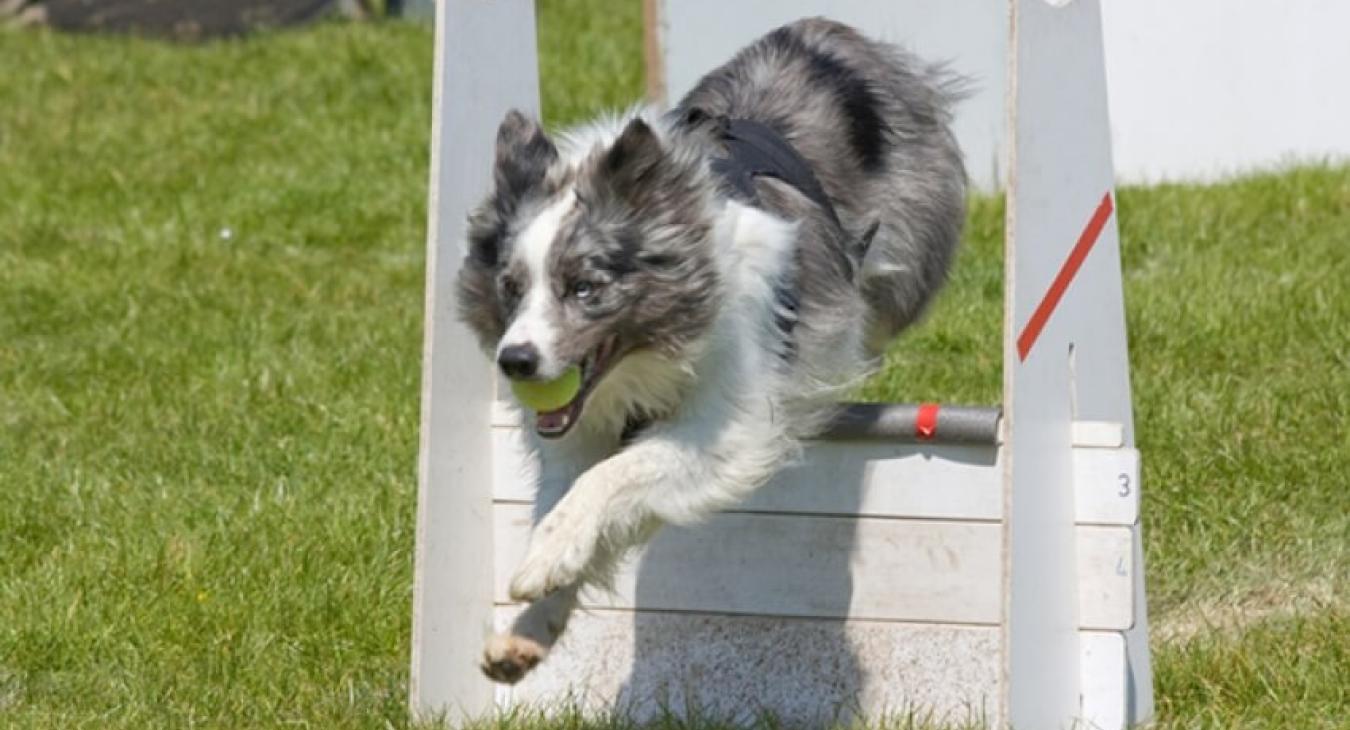 Le flyball : sport d’aisance