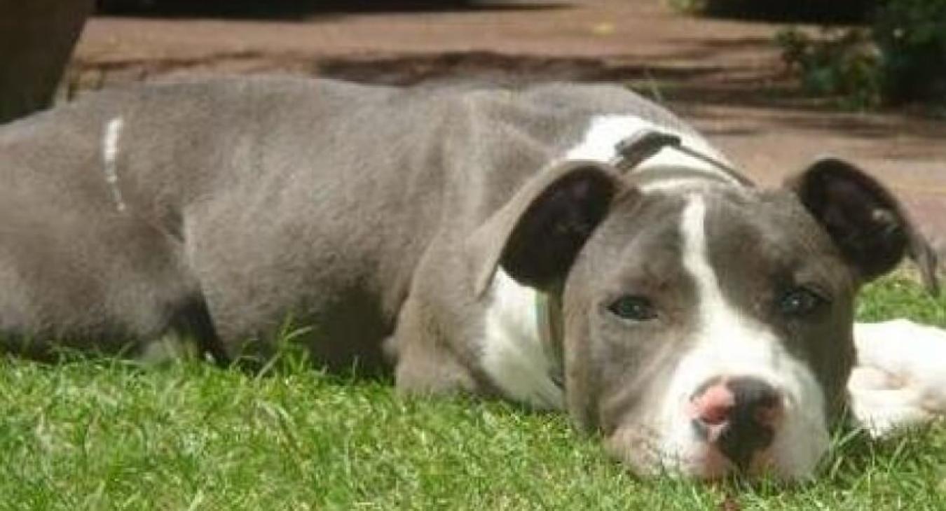 Julia ROGGERO - Formatrice Attestation d’Aptitude pour maîtres de chiens catégorisés